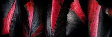 Foglie Rosse 2 von Roberto Scaroni