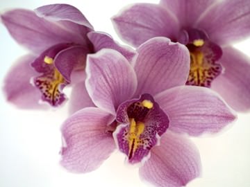 Orchid Kiss von Micha Pawlitzki