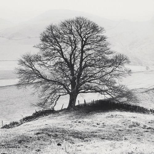 Misty Tree, Peak District,  England von Dave Butcher