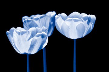 Three of us von Kirsten Riedt