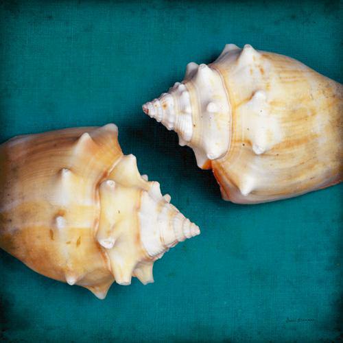 Two Shells I von Diana Brennan