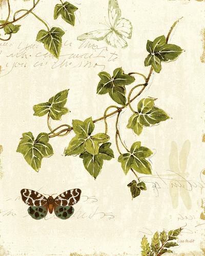 Ivies and Ferns II von Lisa Audit