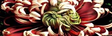 Chrysanthemus 2 von Roberto Scaroni