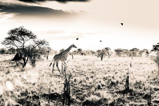 Giraffe von Toby Seifinger