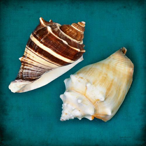 Two Shells III von Diana Brennan