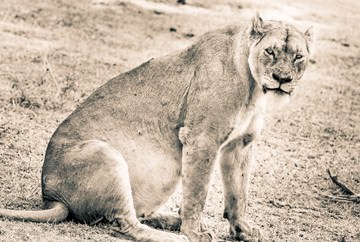Lion-Mom von Toby Seifinger