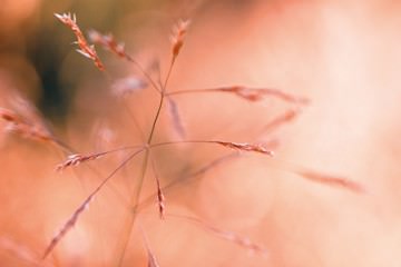 Wild Summer I von Kirsten Riedt