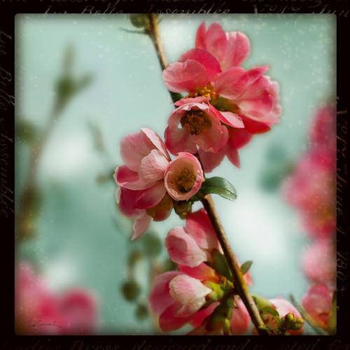 Quince Blossoms III von Sue Schlabach