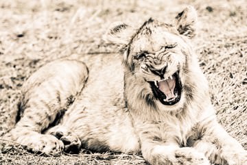 Lion-Baby von Toby Seifinger