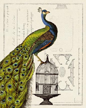 Peacock Birdcage I von Sue Schlabach