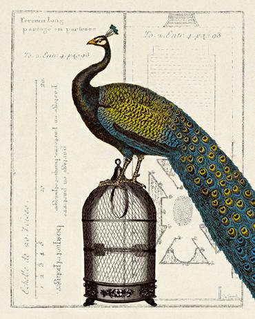 Peacock Birdcage II von Sue Schlabach