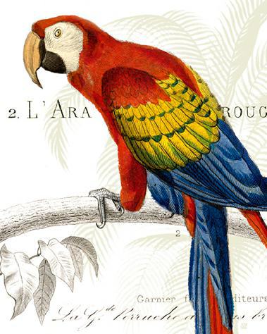 Parrot Botanique II von Wild Apple Portfolio