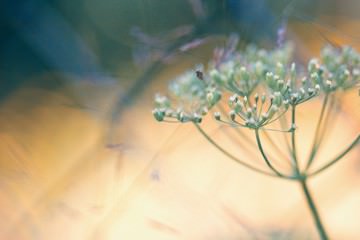 Summer Dreams I von Kirsten Riedt