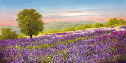 Lavender Field von Heinz Schellnhammer