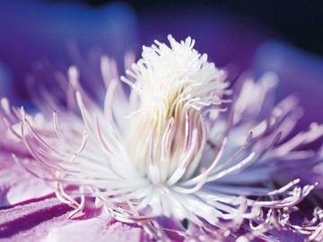 White and Purple von Kirsten Riedt