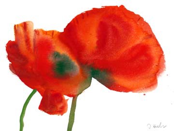 Mohnblüten Duo von Dieter Hecht