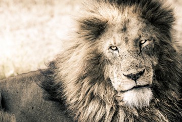 Lion-King von Toby Seifinger