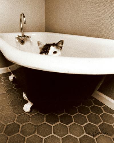 Kitty III von Jim Dratfield