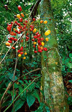 Palmtree Fruit von Thomas Marent