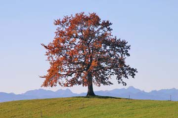 Der Baum von Gerhard Rossmeissl