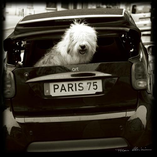 Paris Dog I von Marc Olivier