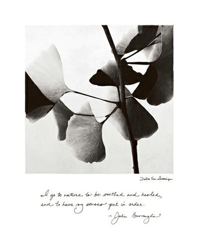 Delicate Ginkgo von Debra Van Swearingen