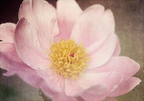 Peony in the Park von Dawn Leblanc