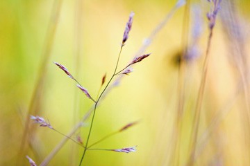 Wild Summer II von Kirsten Riedt