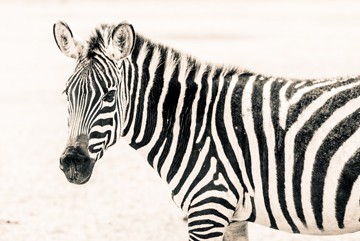 Zebra II von Toby Seifinger
