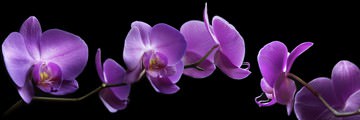 Orchidee von Roberto Scaroni