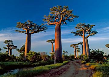 Baobab Tree von Thomas Marent