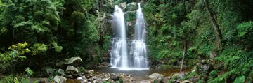 Minnamurra Rainforest von Dee Kramer
