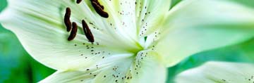 Lillium Bianco von Roberto Scaroni
