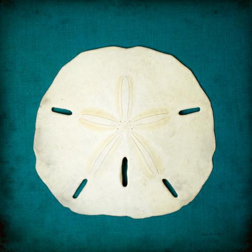 Sand Dollar II von Diana Brennan