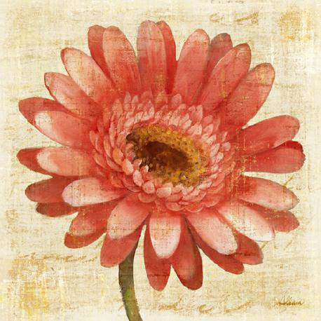Blushing Gerbera on Cream von Albena Hristova