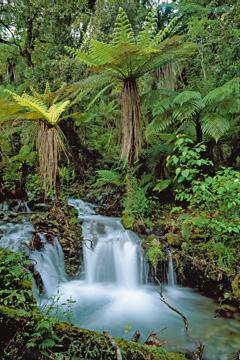 Creek with tree ferns von Thomas Marent