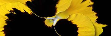 The yellow and the black von Roberto Scaroni