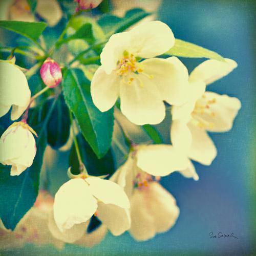 Natures Apple Blossom von Sue Schlabach