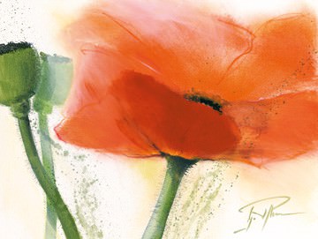 Faszination Mohn III von Gerd Pflumm