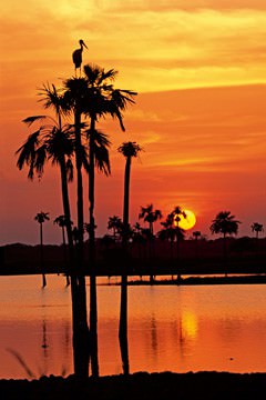 Sunset, Maguari Stork I von Thomas Marent