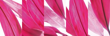 Cordyline 1 von Roberto Scaroni