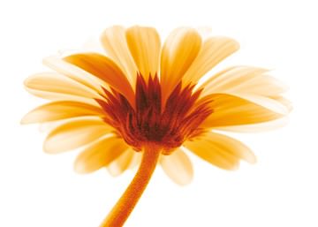 Lichtbote I von Kirsten Riedt