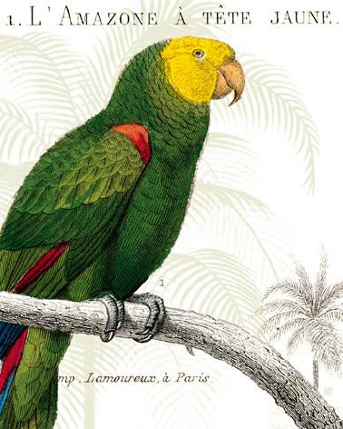 Parrot Botanique I von Wild Apple Portfolio