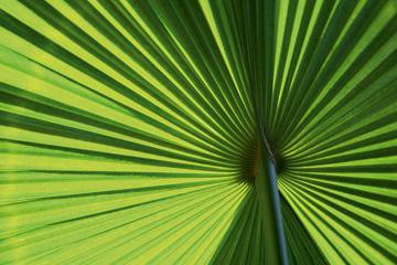 Leaf 1 von Ortwin Klipp