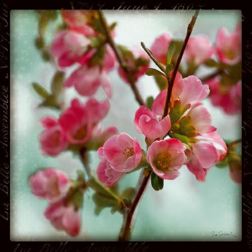 Quince Blossoms II von Sue Schlabach