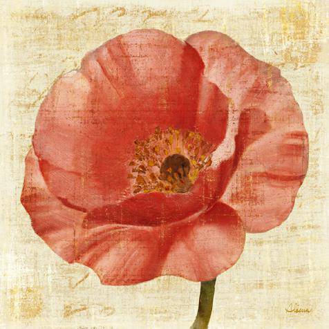 Blushing Poppy on Cream von Albena Hristova