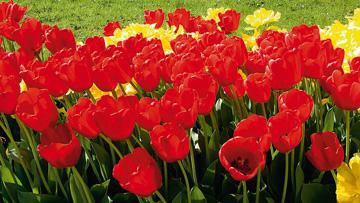 Sonnenkelche von Sigi Loew