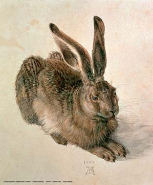 Junger Feldhase von Albrecht Dürer