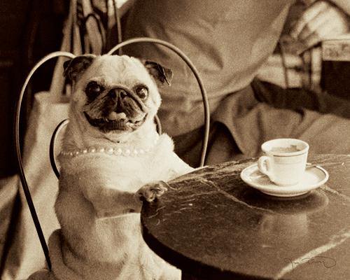 Cafe Pug von Jim Dratfield