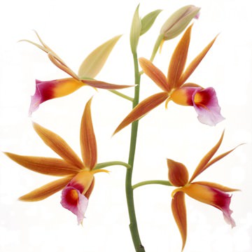 Flower von Micha Pawlitzki